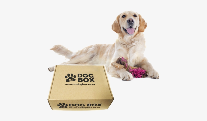 The Shop - Perro Adolescente, transparent png download