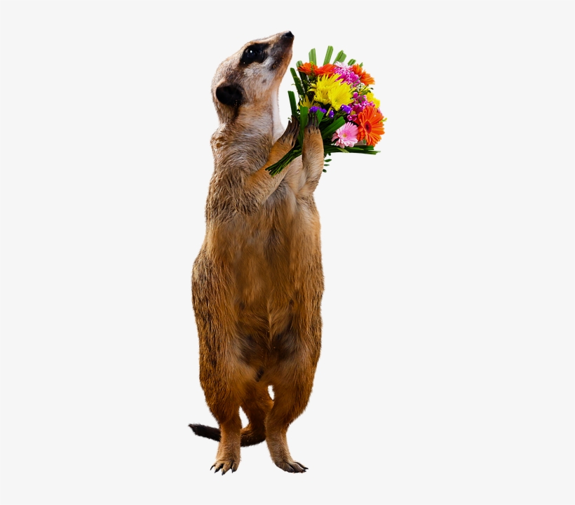 Animal, Meerkat, Bouquet, Thank You, Love, Flowers - Thank You Meerkat, transparent png download