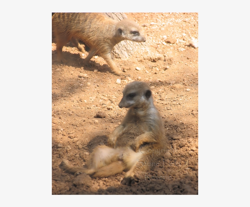 Houston Zoo Meerkat - Meerkat, transparent png download