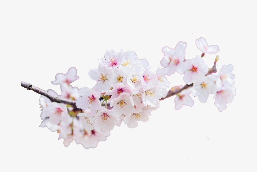 Cherry Blossoms Landscape, transparent png download