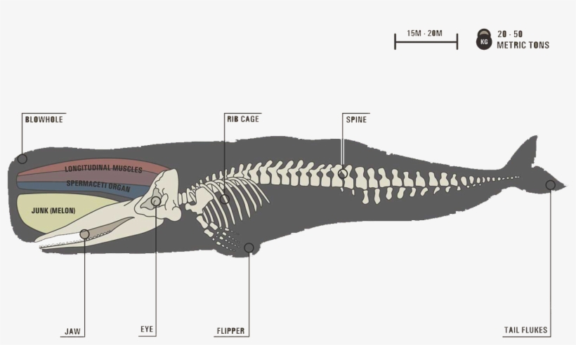 Image - Sperm Whale, transparent png download