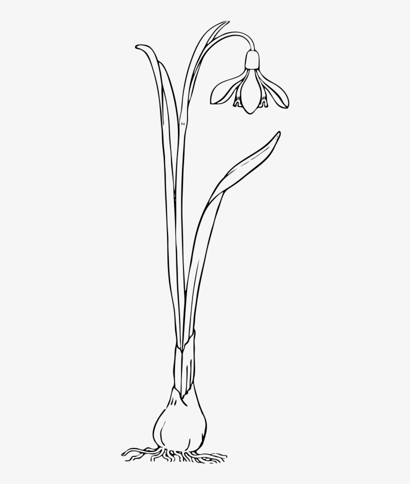 Snow Drop Png, transparent png download