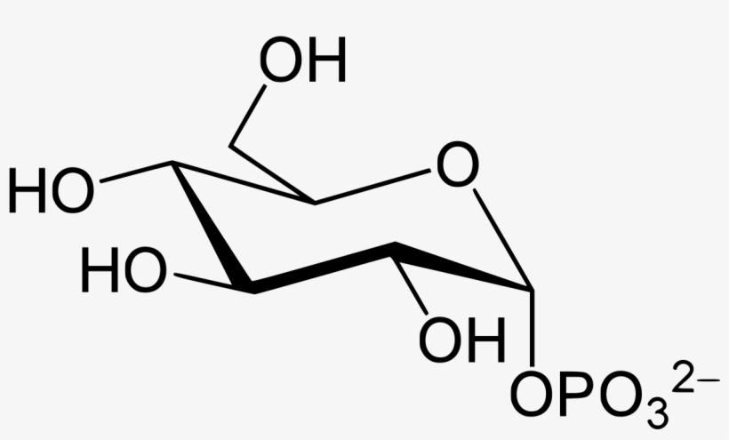 Ethyl Glucuronide, transparent png download