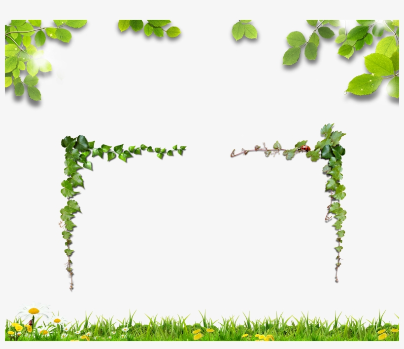 Vine Clipart Grass - Leaf, transparent png download