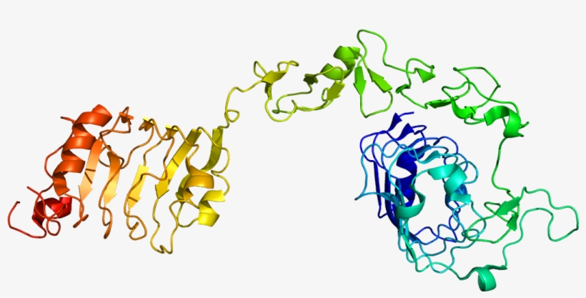 Receptor Insulinu Sličnog Faktora Rasta 1 Википедија, - Insulin Like Growth Factor 1, transparent png download