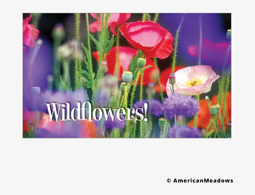 Wildflower, transparent png download