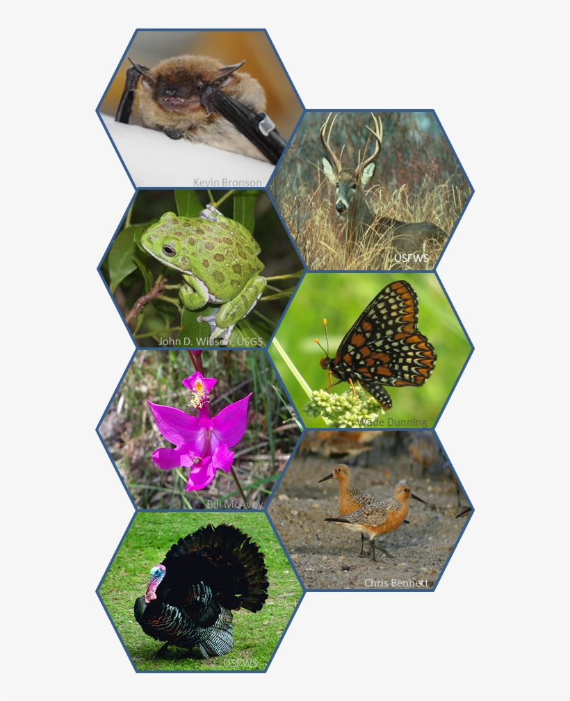 Big Brown Bat, White-tail Deer, Barking Treefrog, Baltimore, transparent png download