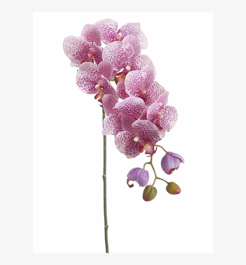 31" Phalaenopsis Orchid Spray With 8 Flowers And 4 - Moth Orchid, transparent png download