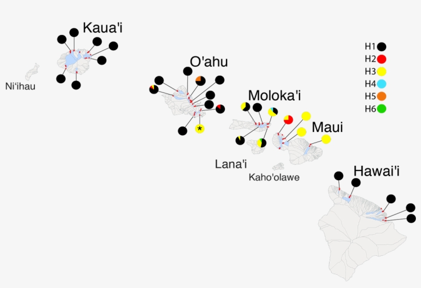 Ecography On Twitter - Diagram, transparent png download