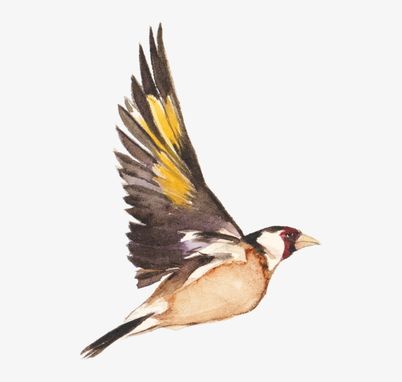 The Book, transparent png download