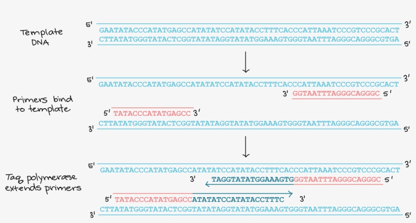 Dna Primers, transparent png download