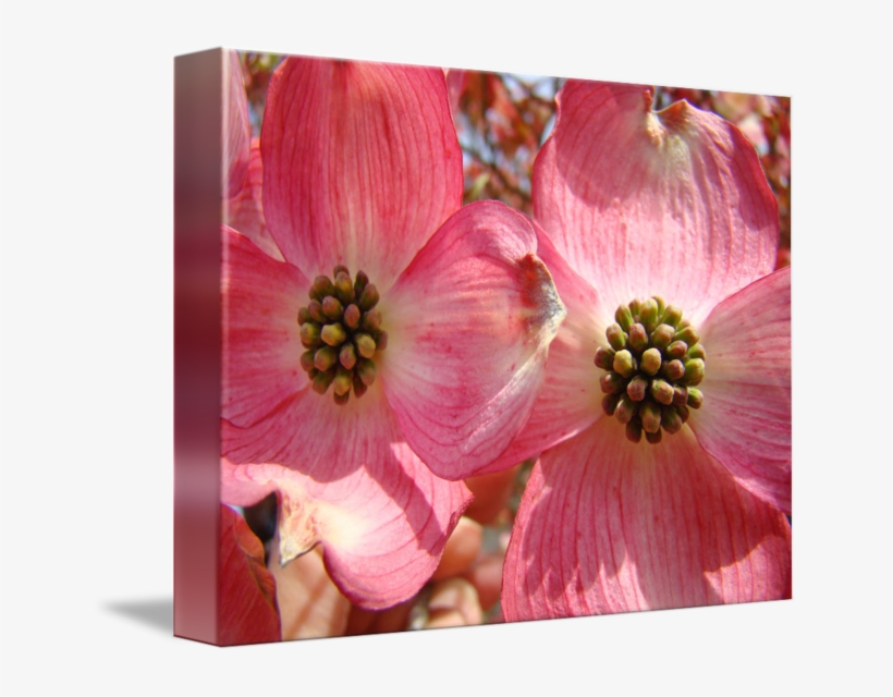 Flowering Dogwood, transparent png download