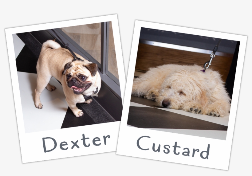 The Dogwood Experience - Labradoodle, transparent png download