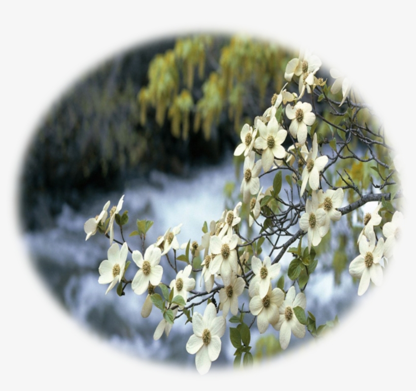 Flowering Dogwood, transparent png download
