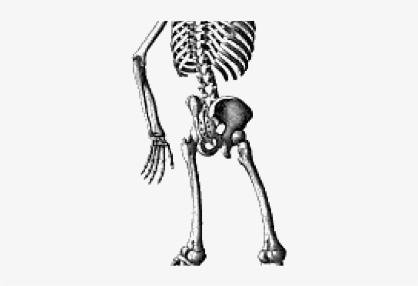 Skeleton Png Transparent Images - Waving Skeleton, transparent png download