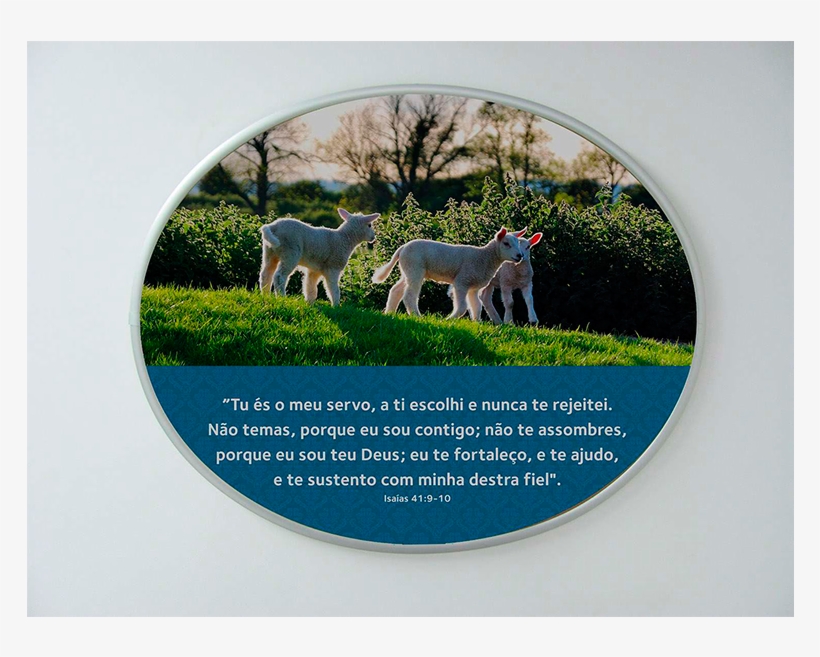 Altar Molduras 5 Redonda - Weimaraner, transparent png download