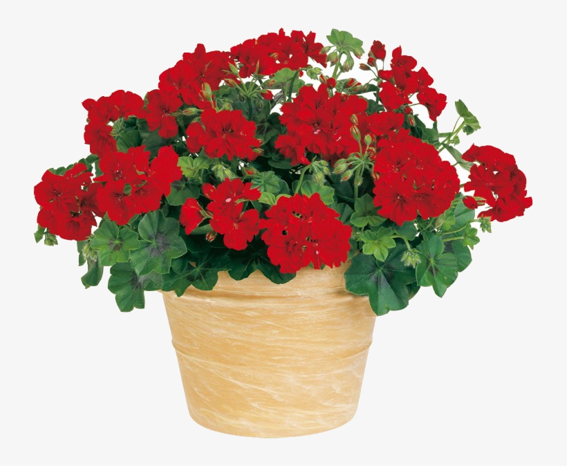 ¿quieres Empezar Tu Vivero - Flowerpot, transparent png download