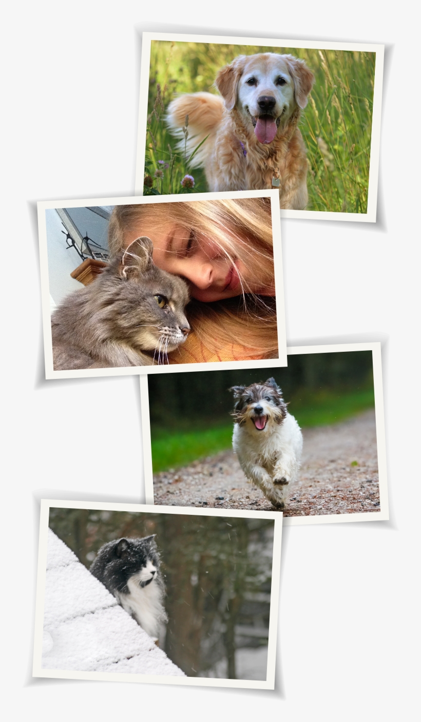 Home-polaroids - Collage, transparent png download