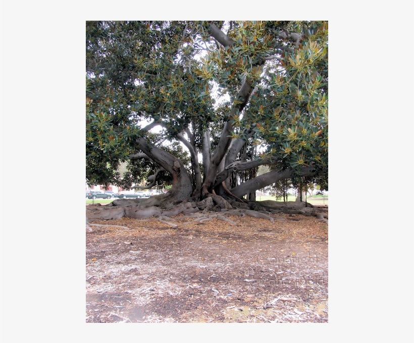 banyan tree plane tree family transparent png 600x600 free download on nicepng banyan tree plane tree family