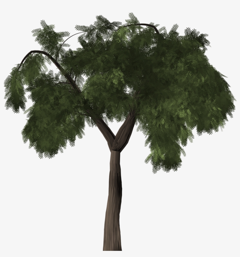 Tree Pepper Tree Peppertree - Molle Png, transparent png download