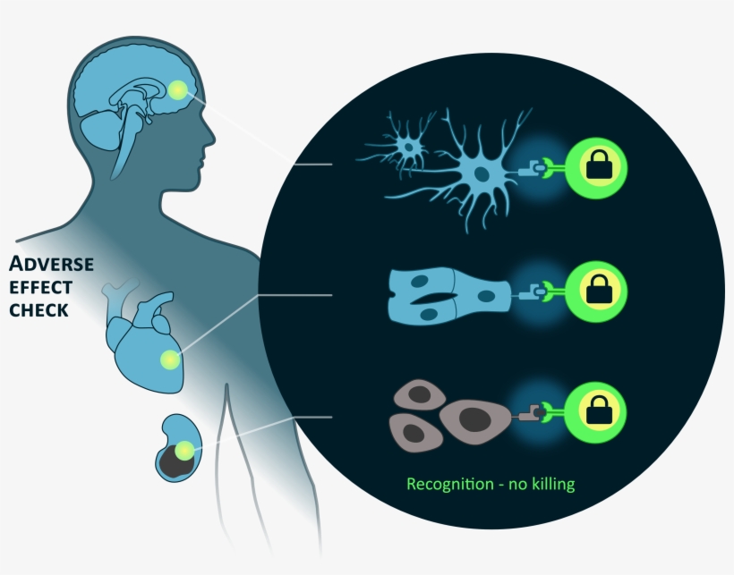 Human C-src Kinase Overexpression Makes T Cells Dummy - Circle, transparent png download