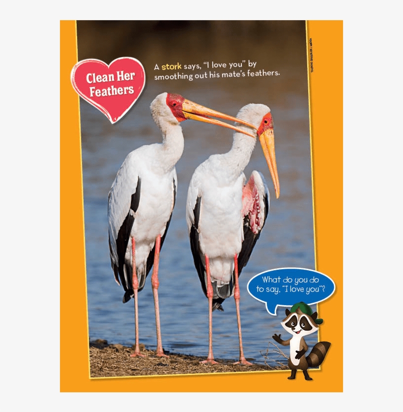Ranger Rick Jr Love Birds February 2014 - Stork, transparent png download