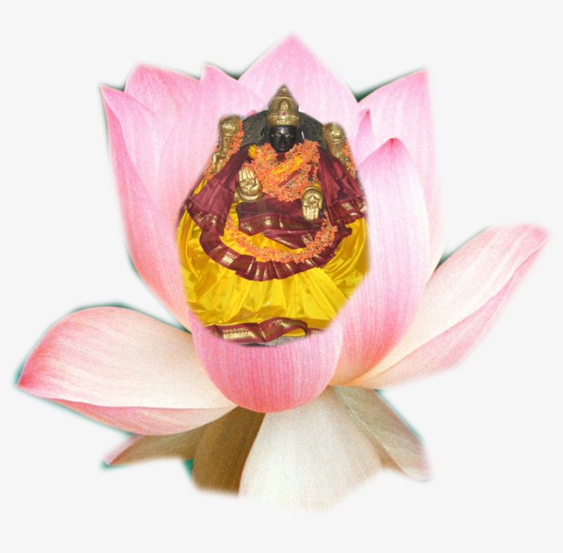 Sacred Lotus, transparent png download