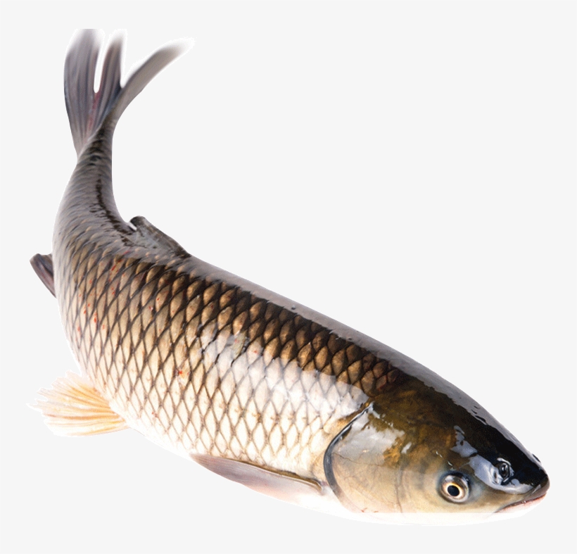 Get Quotations - 皖 鱼, transparent png download