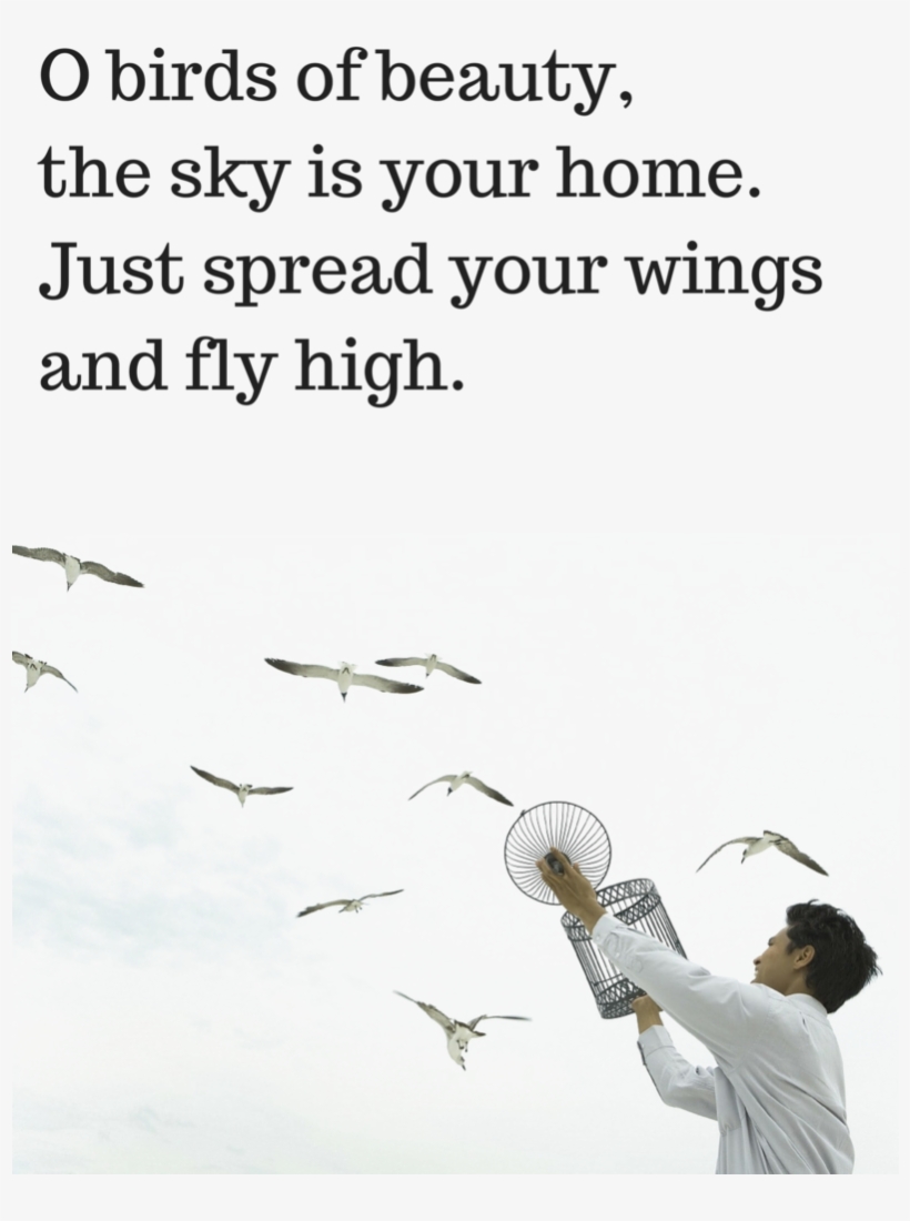 Ocean Birds Transparent Images Png - Quotes On Beauty Of Birds, transparent png download