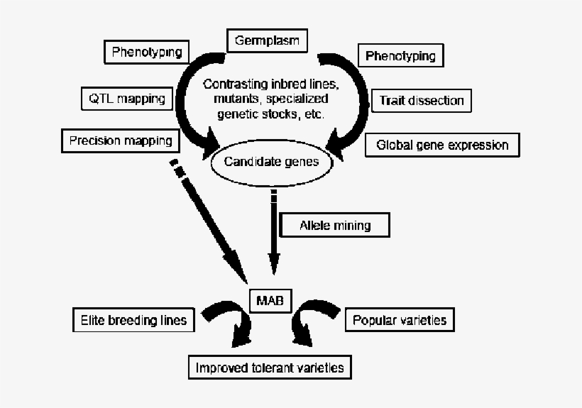 Outline Of A Strategy For Germplasm Improvement For - Illustration, transparent png download