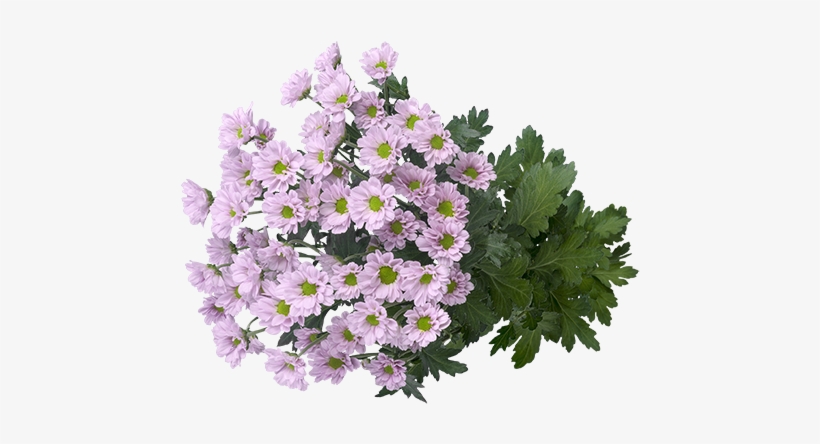 A Colourful Explosion Of Small Flowers - African Daisy, transparent png download