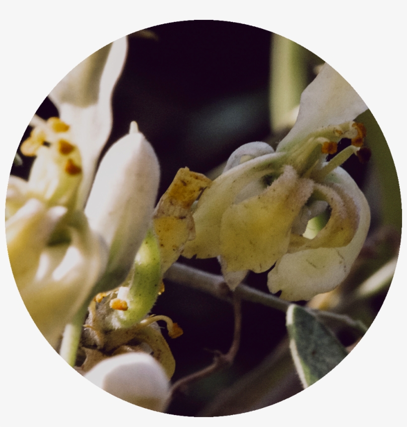 Drumstick Tree, transparent png download