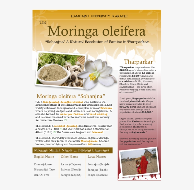 Pdf - Flyer, transparent png download