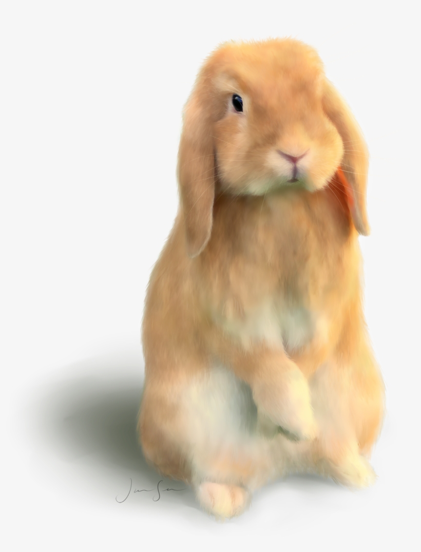 Töherryksiä, Blogin Ulkoasuja - Domestic Rabbit, transparent png download