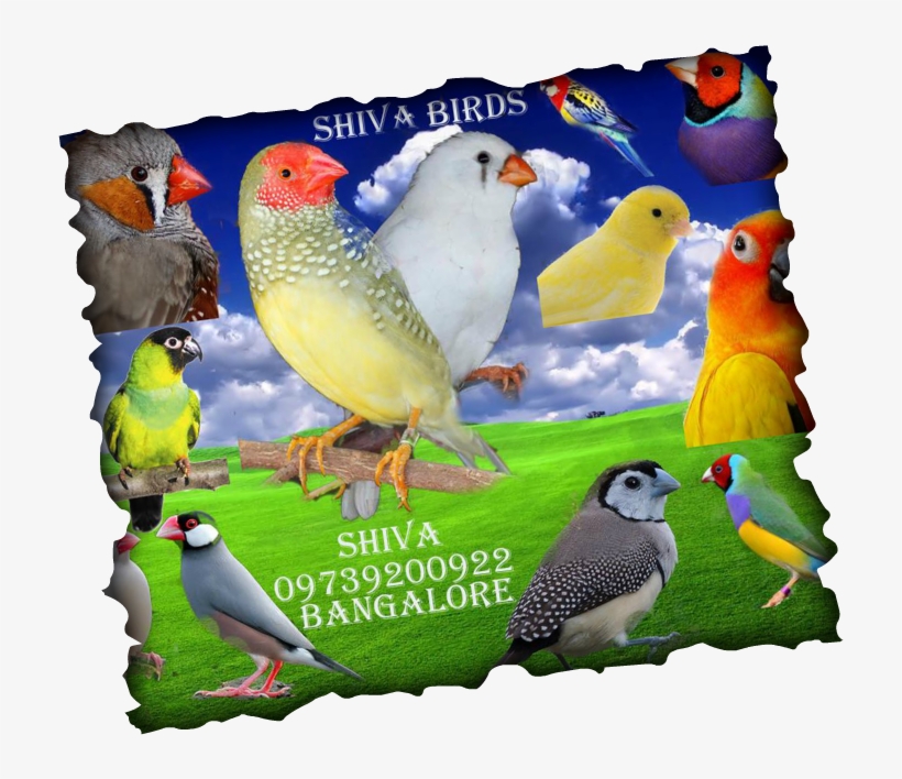 Lovebird, transparent png download