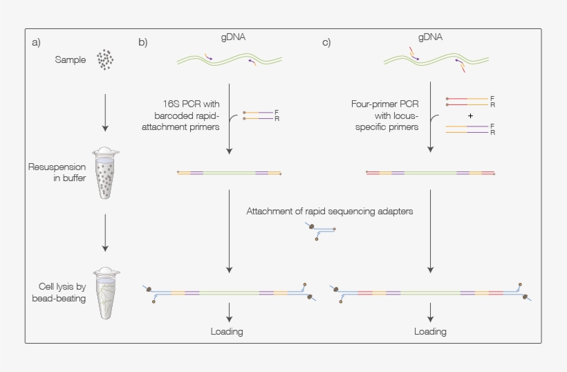 Barcode Of Life - Diagram, transparent png download