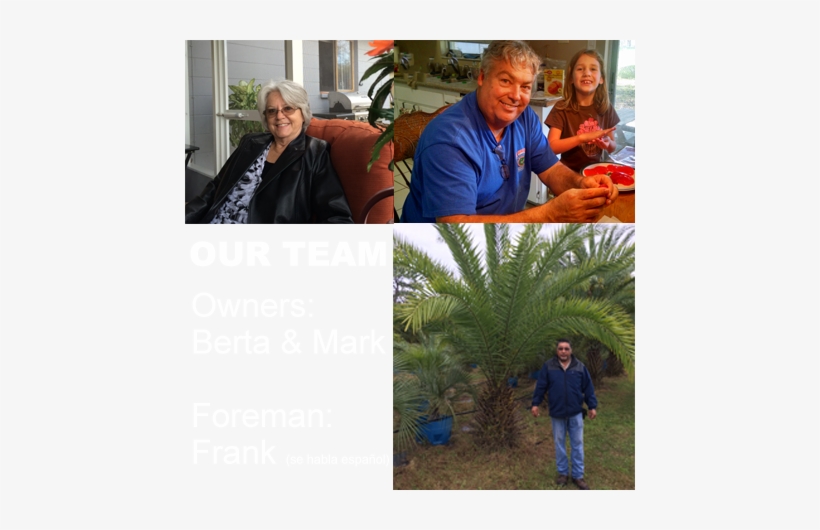 Hardy Palm Trees - Attalea Speciosa, transparent png download