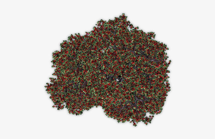 Appletree1 Blu - English Breakfast Tea, transparent png download