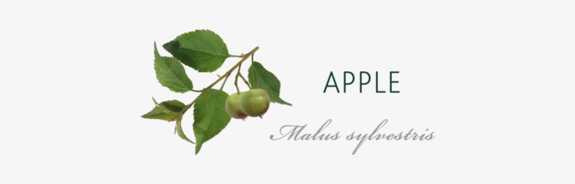 Apple Tree Meaning - American Aspen, transparent png download
