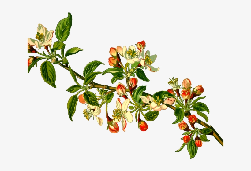 Branch Clipart Apple Tree Malus Domestica Transparent Png 640x480 Free Download On Nicepng