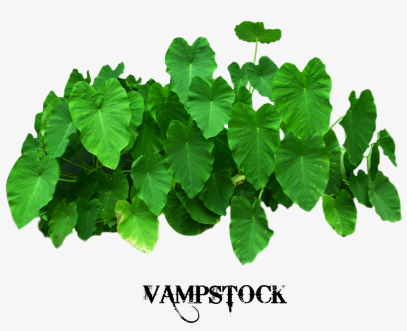 Elephant Ears Png Vampstock By Vampstock On Deviantart - Elephant Ear
