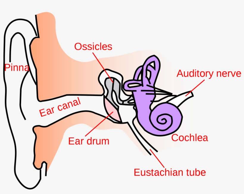 Open - Simple Anatomy Of Ear, transparent png download