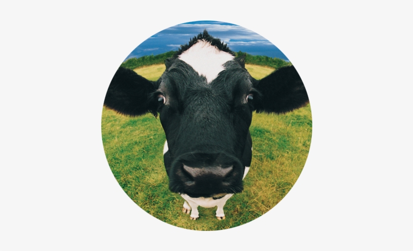 The First Toothbrush Had Bristles Made Of Cow Hair - Dynamic Agriculture Yrs 7-10, transparent png download