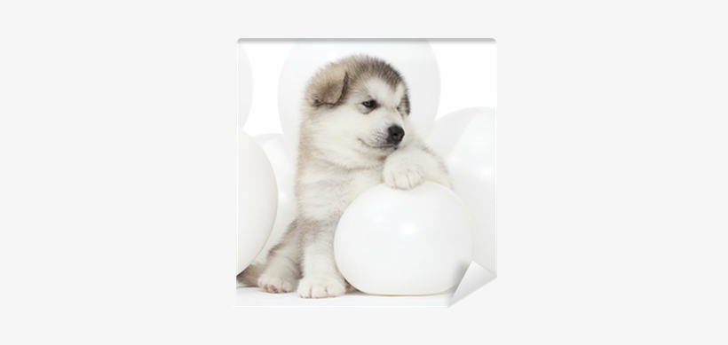 Malamute Puppy With White Balloons Wall Mural • Pixers® - Puppy, transparent png download