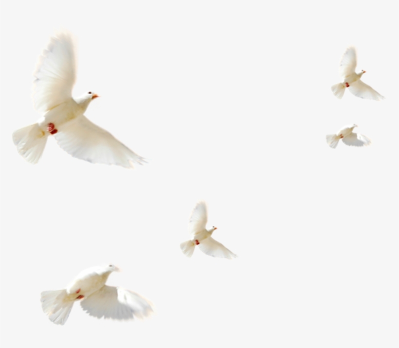 Typical Pigeons, transparent png download