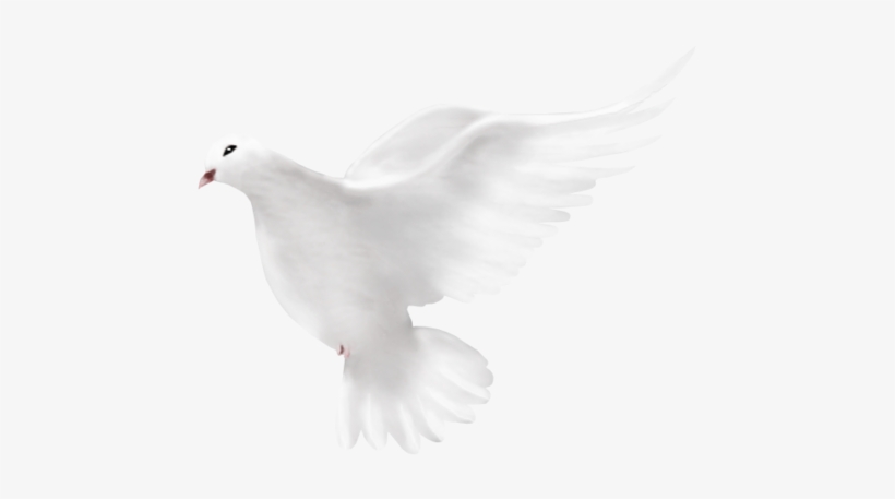 Dove Png, transparent png download