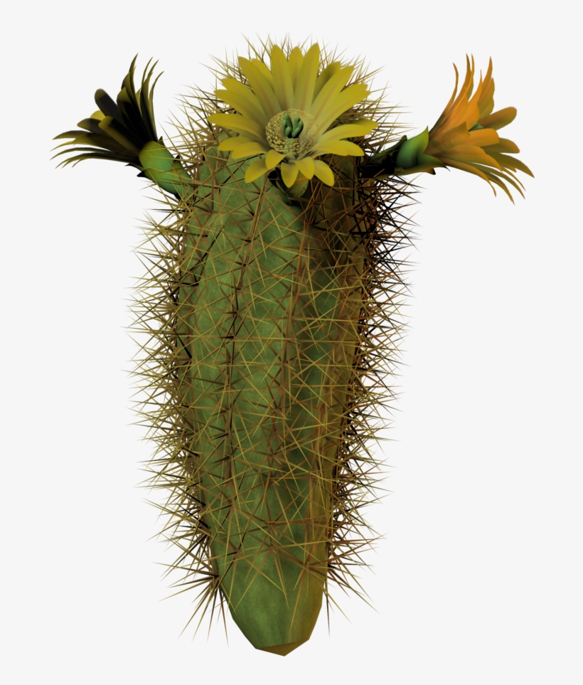 Cactus Flower Tall By Equi - Cactus Blooms With Transparent Background, transparent png download