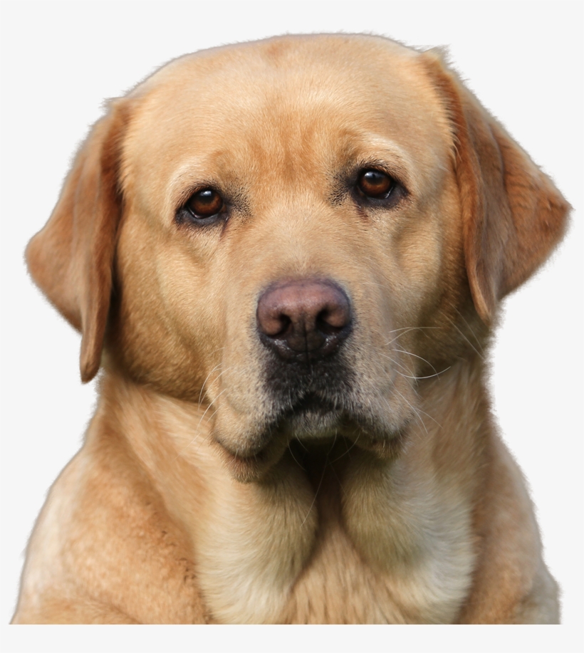 The First Labrador Came In 1972, A Rescue Dog And The - Apple Head Labrador, transparent png download