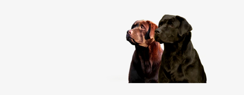 Dicastrovillari Labradores, transparent png download