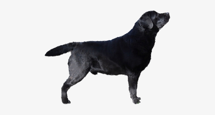 These Are The Only Colors Of A Purebred Labrador - Labrador Retriever Black Png, transparent png download